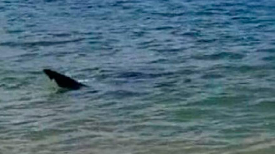 Un aviso por la presencia de un tiburón obliga a desalojar una playa gallega