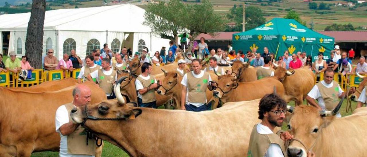 Reses participantes en el concurso de ganado del año pasado.