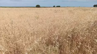 Fin de temporada