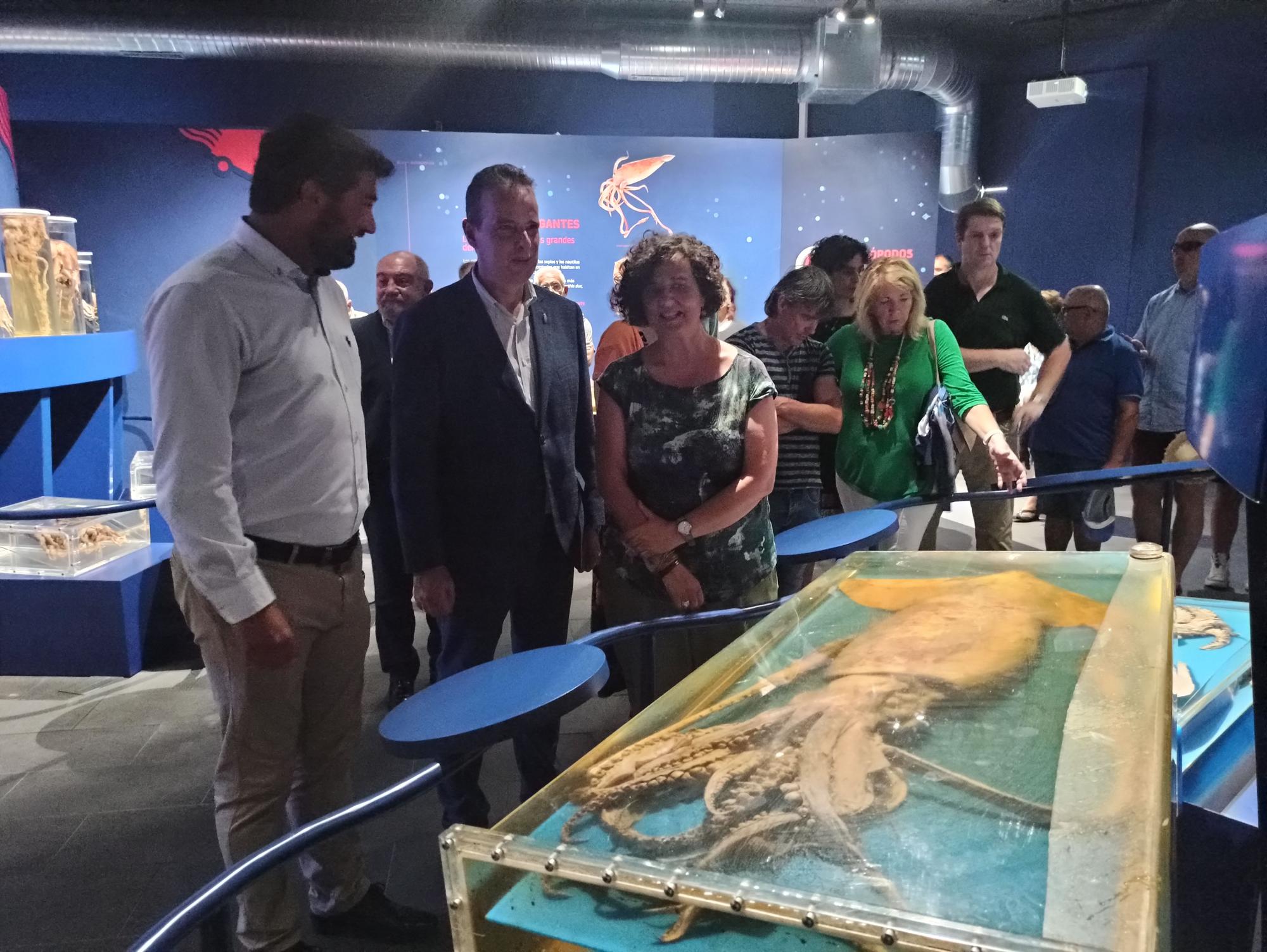 EN IMÉGENES: Así es el nuevo Museo del Calamar Gigante de Luarca