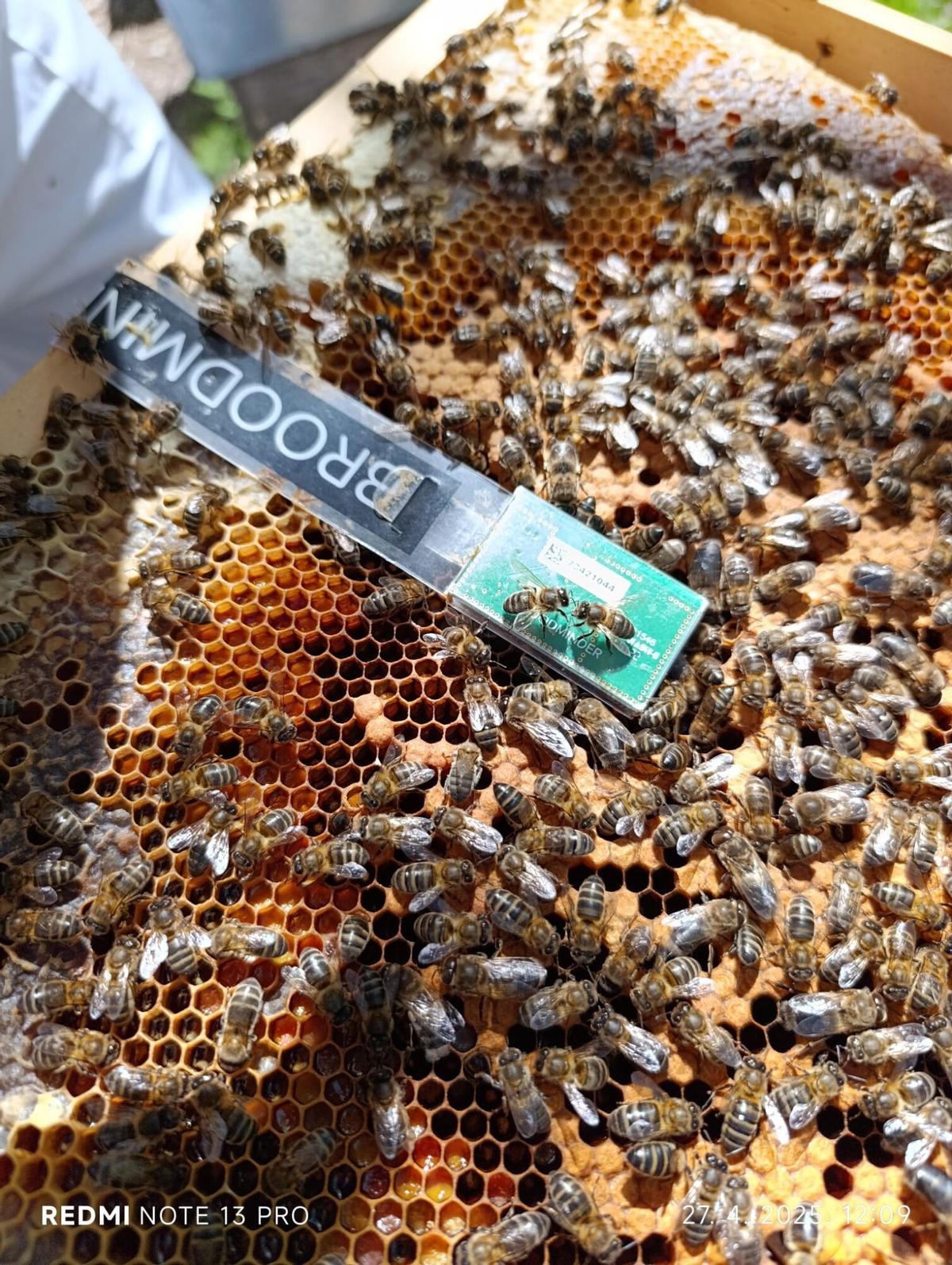 El proyecto incluyó un experimento con feromonas en las colmenas El proyecto incluyó un experimento con feromonas en las colmenas