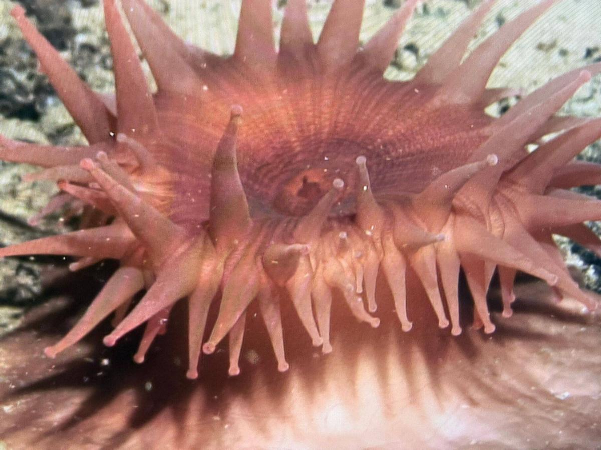 Hormathiidae  detectado en la campaña del IEO en los montes submarinos de Canarias.