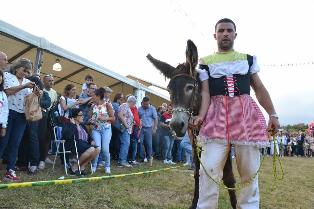 Carrera de burros en Pañeda