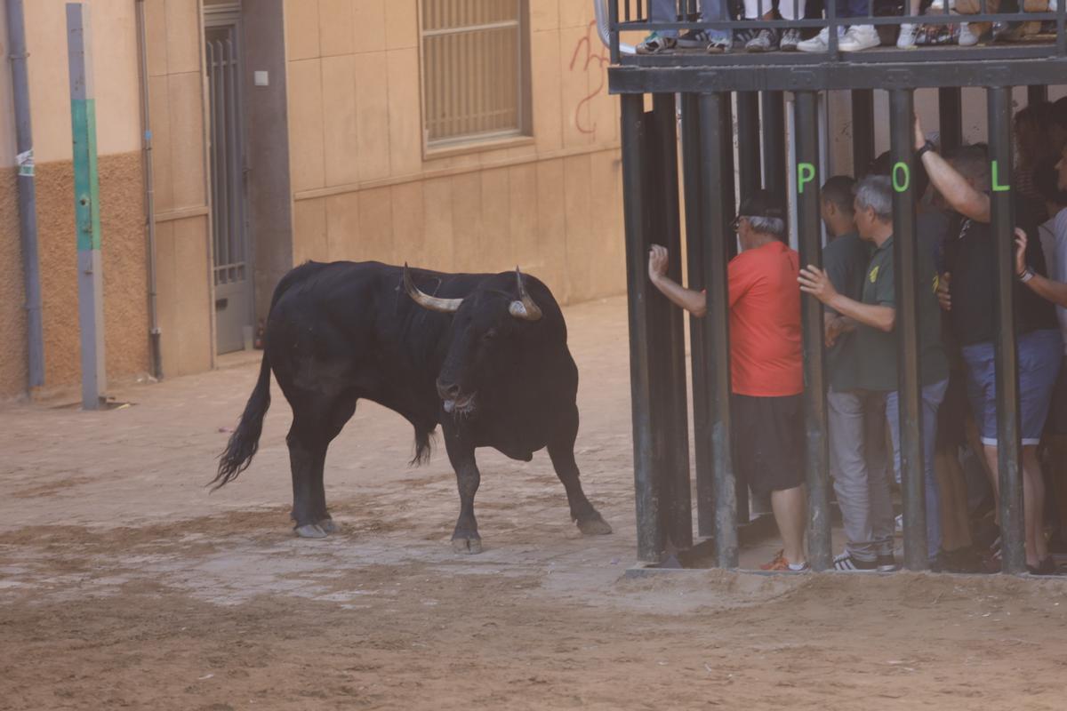 El sábado taurino de Santa Quitèria no defrauda