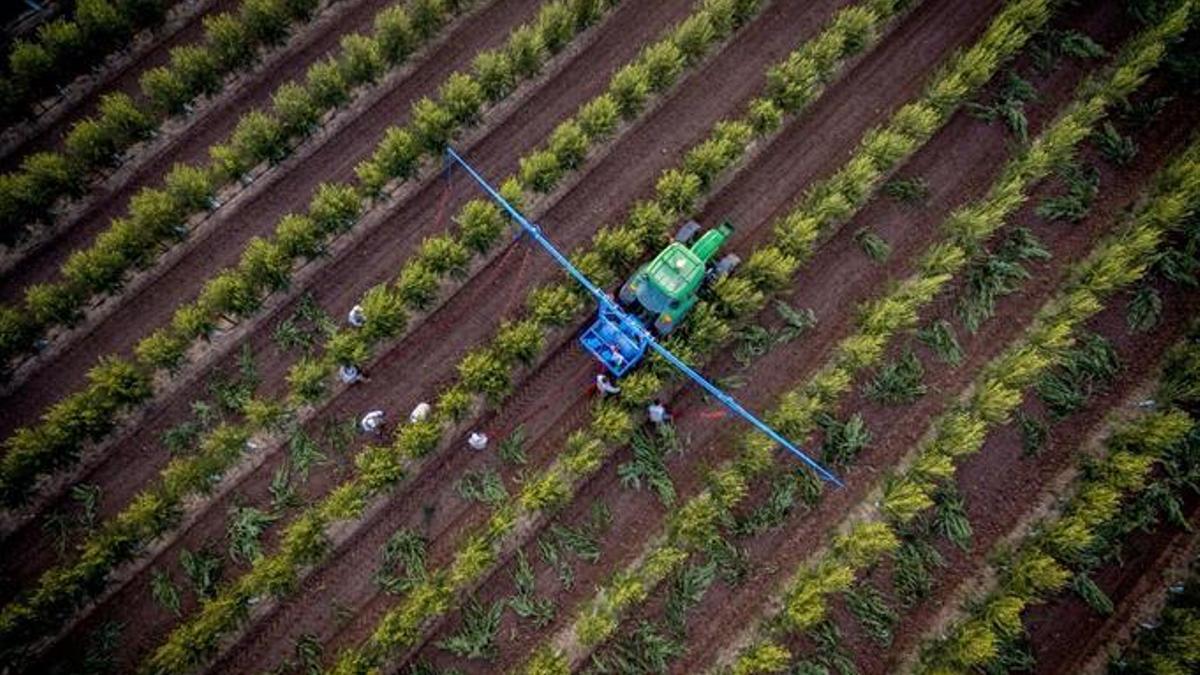 La Junta de Andalucía suspende la recogida nocturna de aceituna en olivares superintensivos para evitar efectos negativos en las aves.