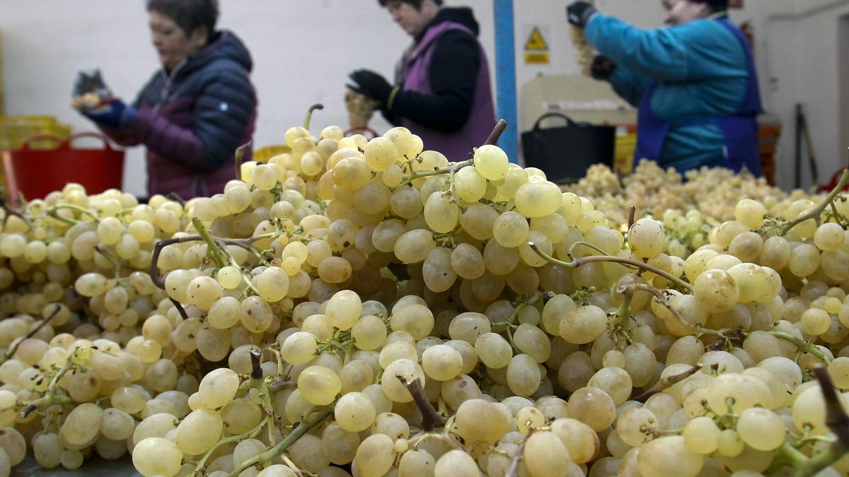 Los españoles despedirán el año con las uvas un 20 % más caras tras caer su producción