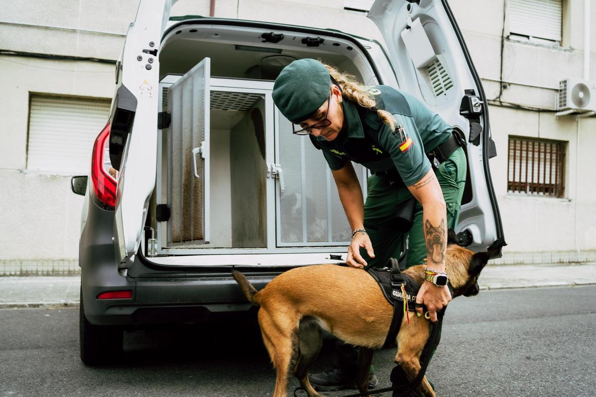 Los animales son trasladados en furgonetas habilitadas con trasportines