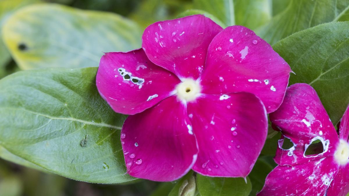 Uso del jabón potásico Beltrán para plantas #gloriaencasa 