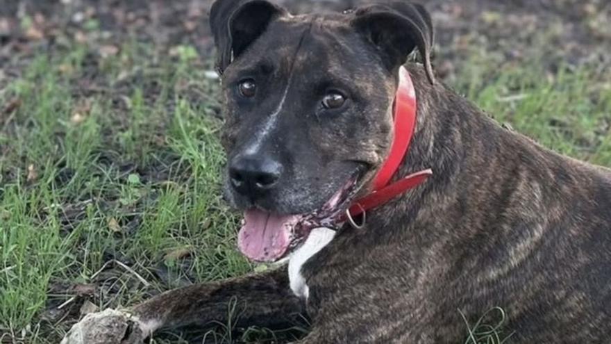 Tyson, tumbado en la hierba en una de las fotos del veterinario de sa Coma. | M. QUIÑONES