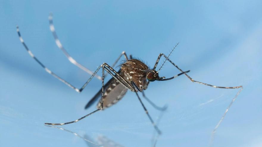 Virus Usutu, detectado por primera vez en Mallorca: qué es, cómo se transmite y cuáles son sus síntomas