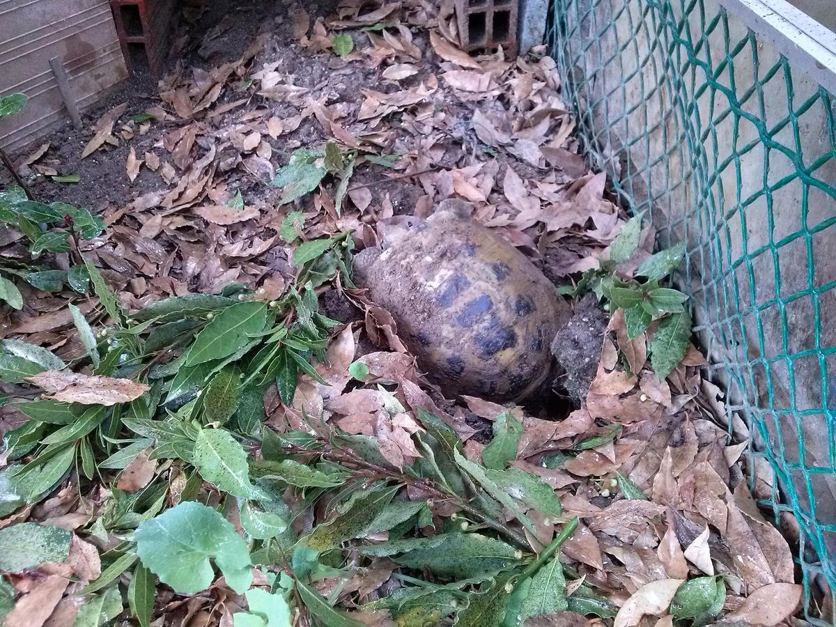 La tortuga Bonica sortint del cau sota el llorer