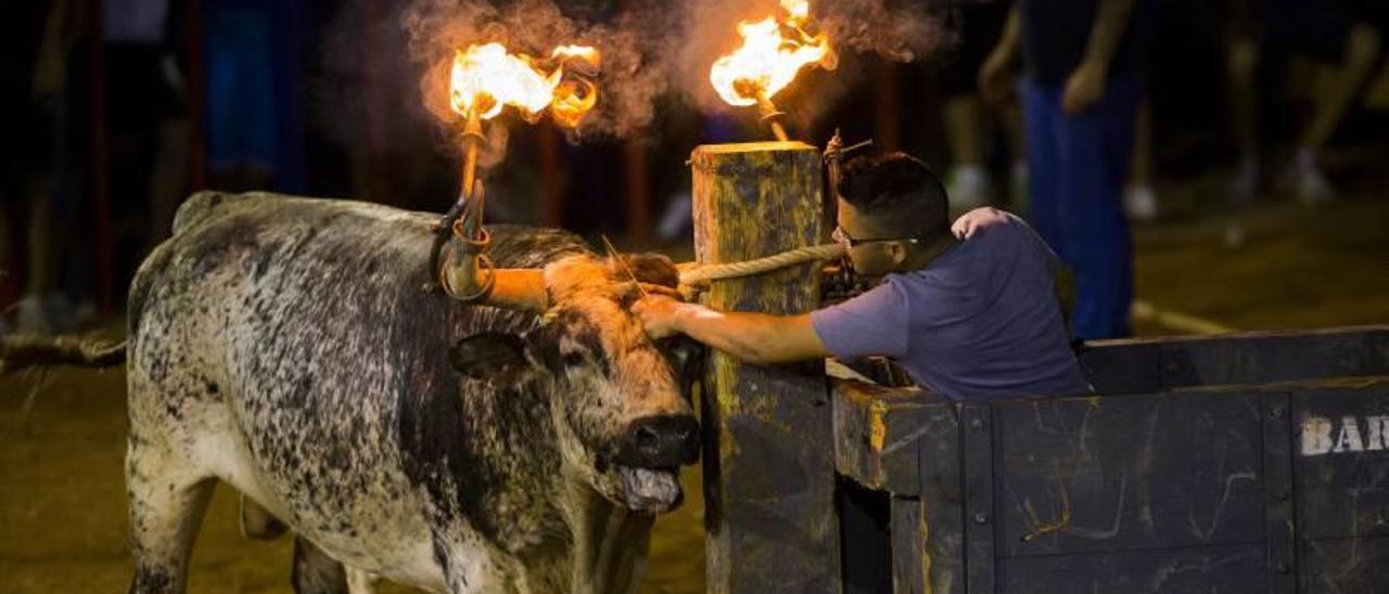 Agost prohibirá la celebración del «bou embolat» el próximo año