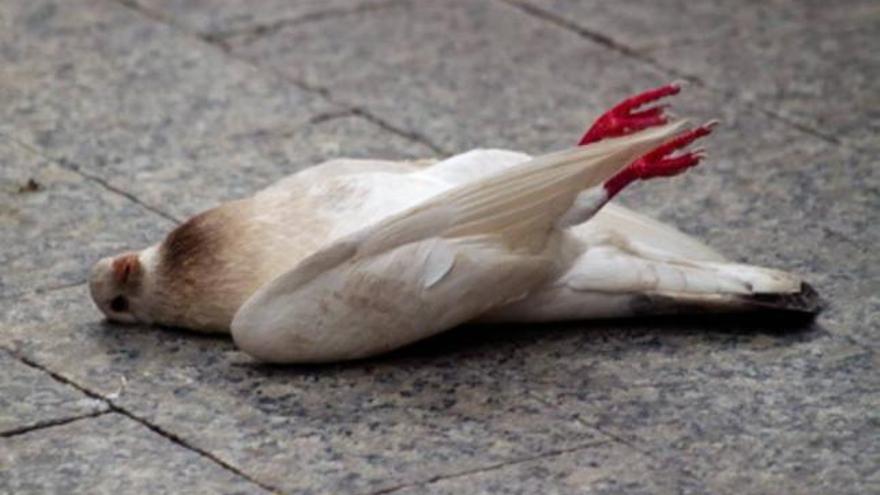 Las palomas que aparecieron muertas fueron envenenadas