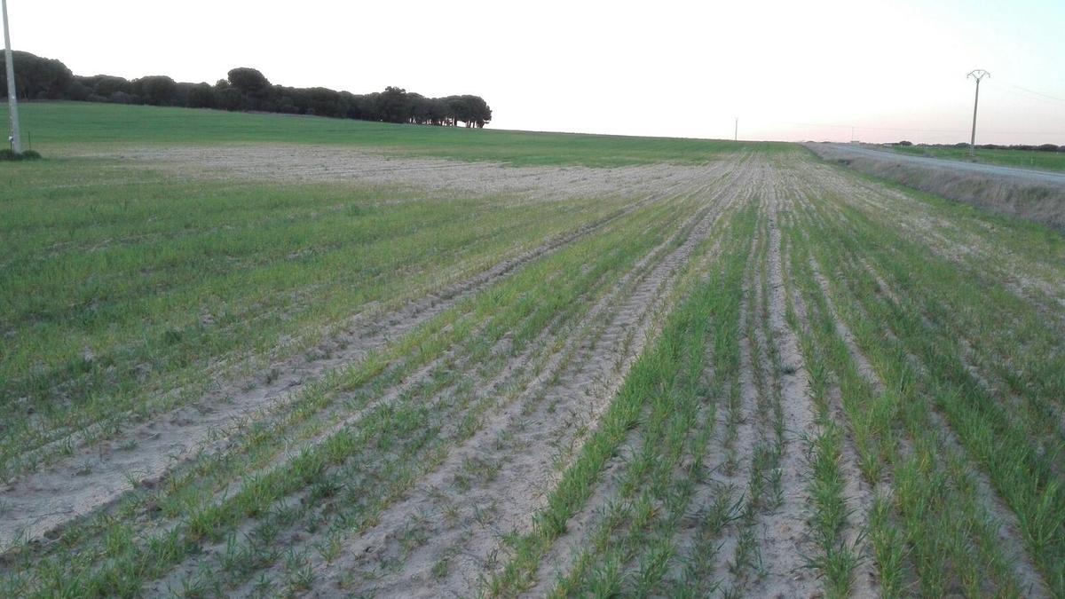 Parcela de cereal afectada por la sequía.