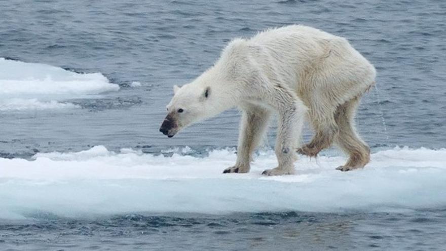La foto de un oso polar desnutrido alerta sobre cambio climático