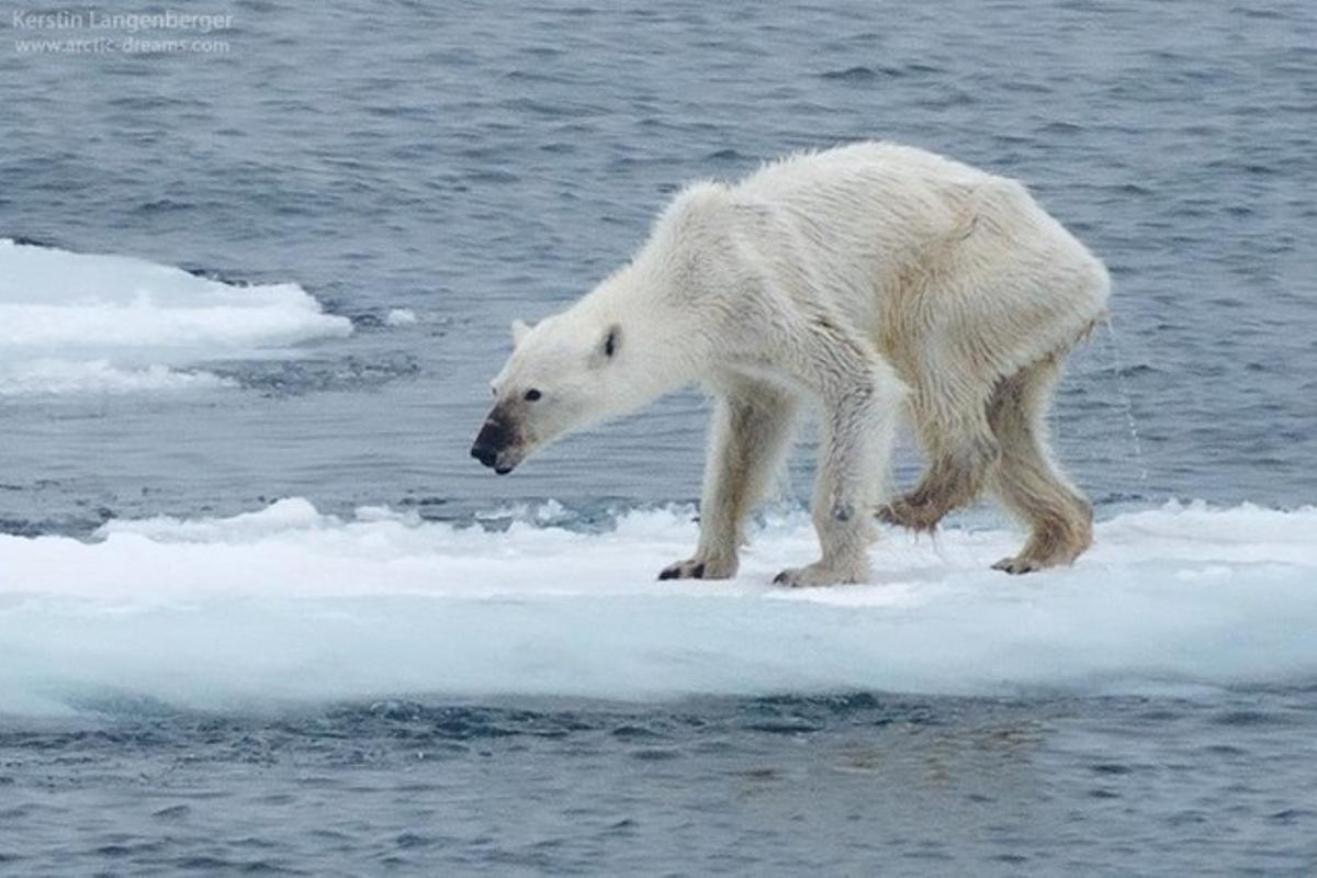 Imatge de l’ós polar desnodrit compartida per Kerstin Langenberger.