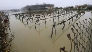 La anticipación de la riada del Ebro hace temer el cobro de los seguros en el campo