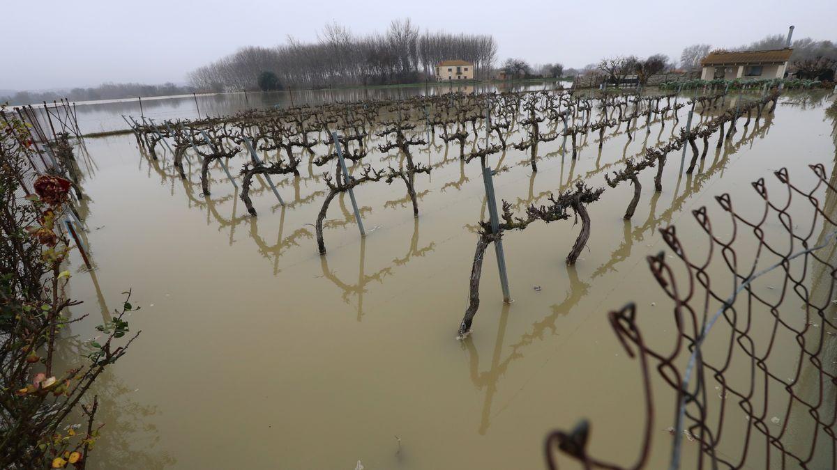 Campos anegados por el Ebro en el término municipal de Gallur.