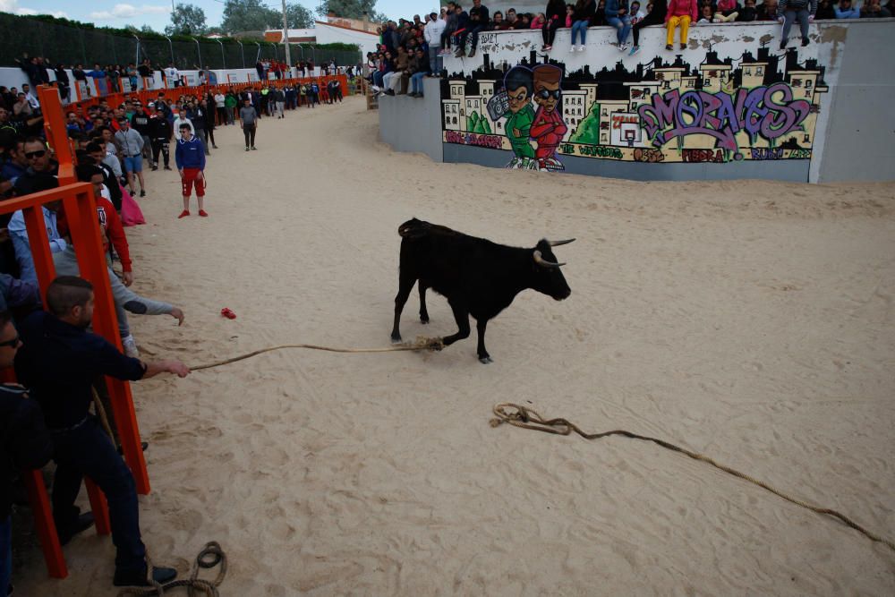 Maniobra para "capturar" una vaquilla