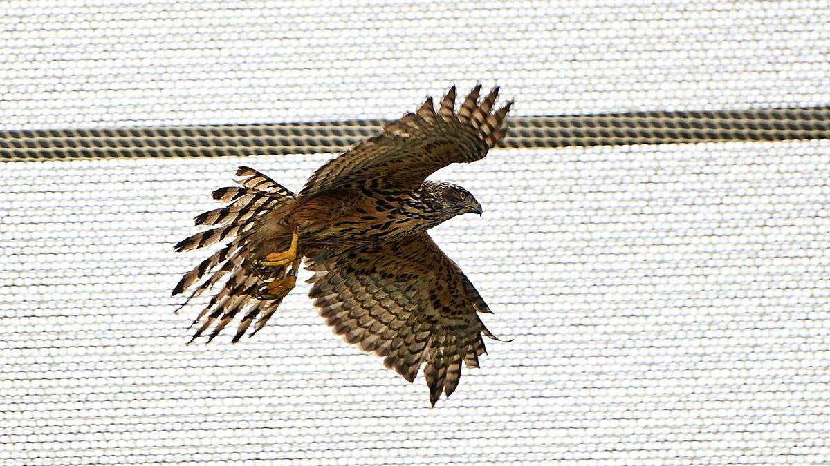 Un azor en el nuevo túnel de vuelo del Centro de Recuperación de Fauna Silvestre. |   // GUSTAVO SANTOS