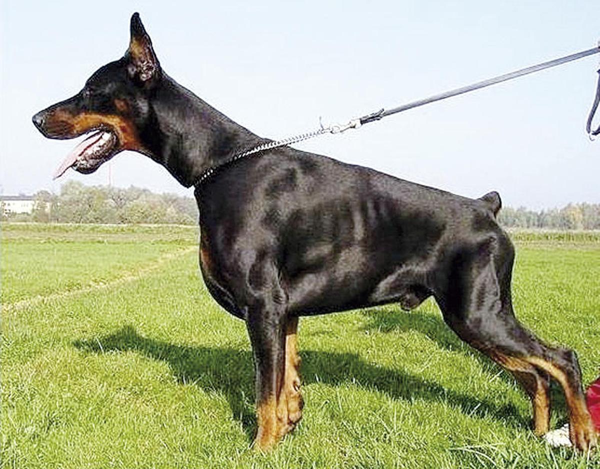 Galicia prohibirá cortar las orejas y el rabo a los perros y los circos con animales