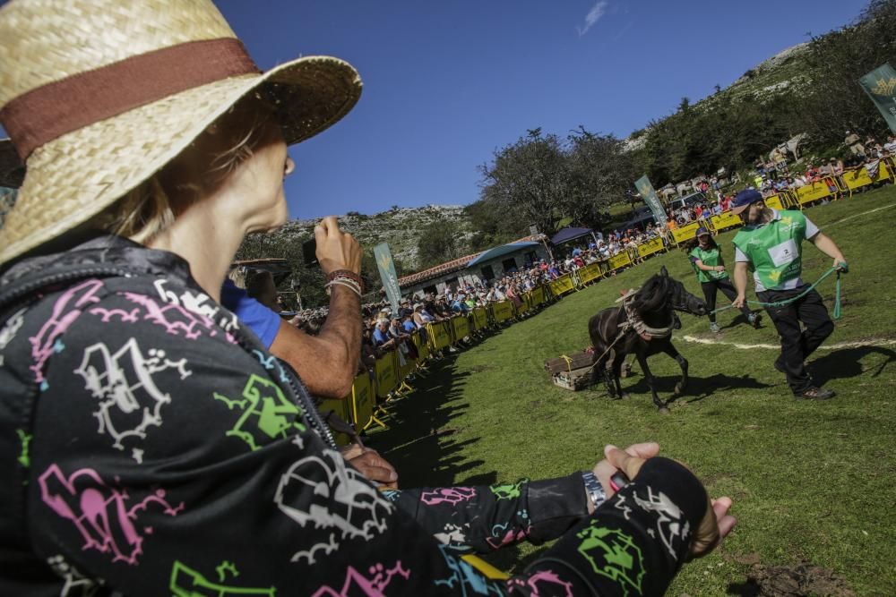 Fiesta del Asturcón en el Sueve