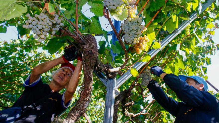 Labores de vendimia en la finca experimental de Pé Redondo, ayer.