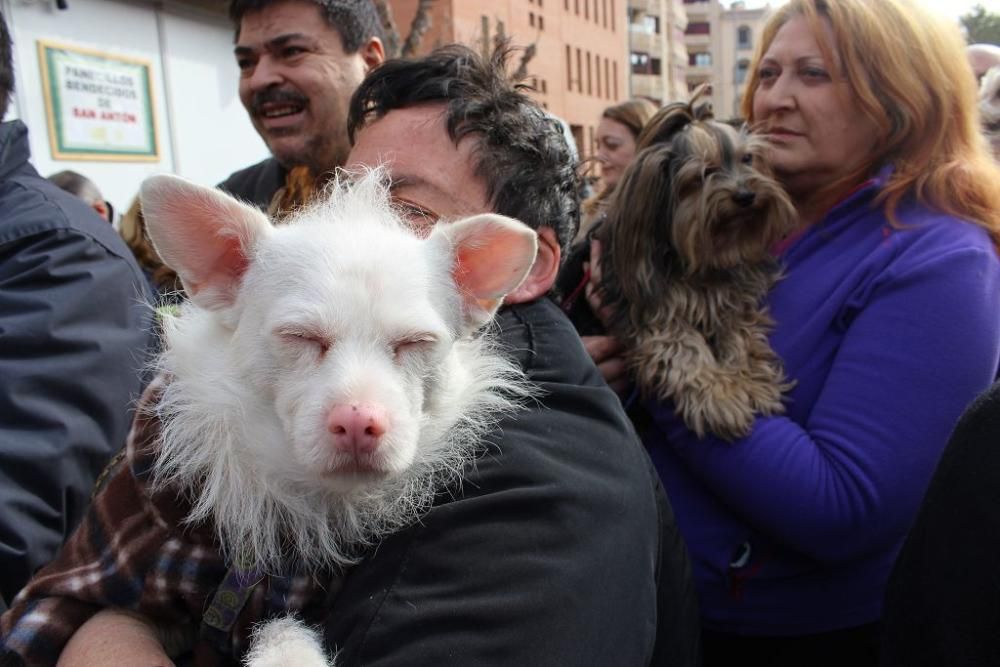 Bendición de los animales en la Ermita de San Antón