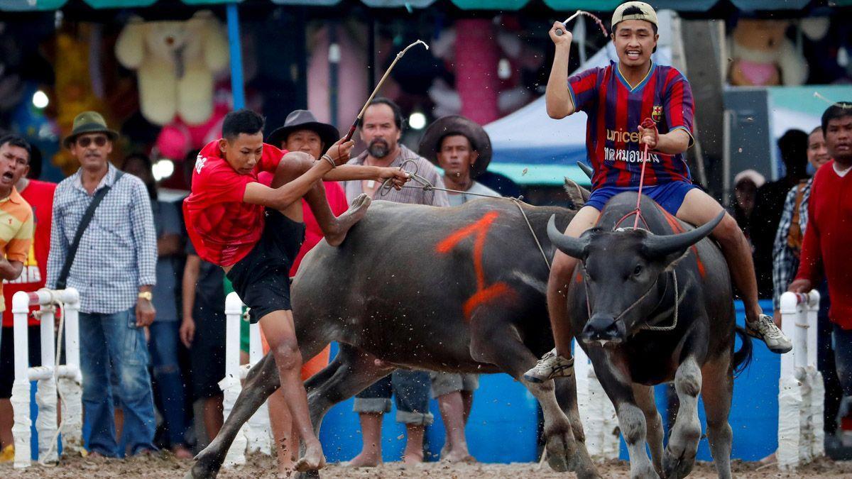 Las carreras de búfalos levantan pasiones y críticas en Tailandia