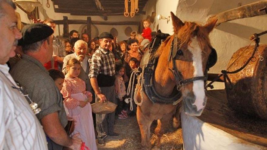 La fiesta del oro líquido en la finca de Can Pep de sa Plana