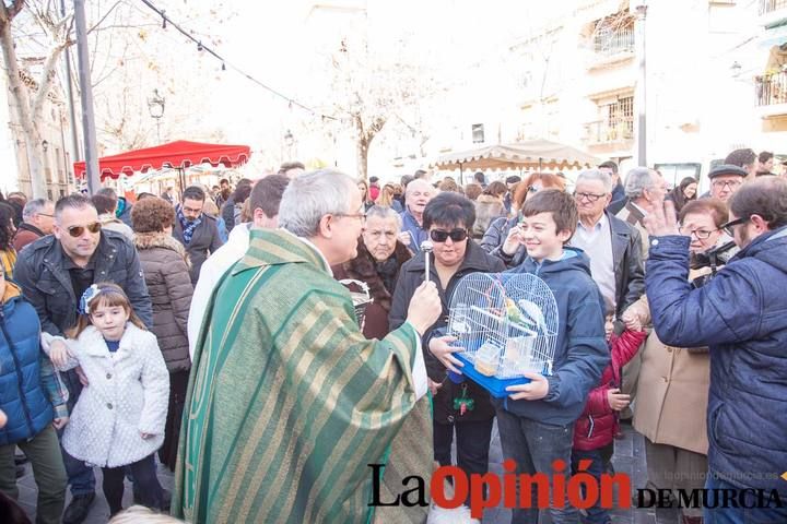 Bendición de animales en Caravaca