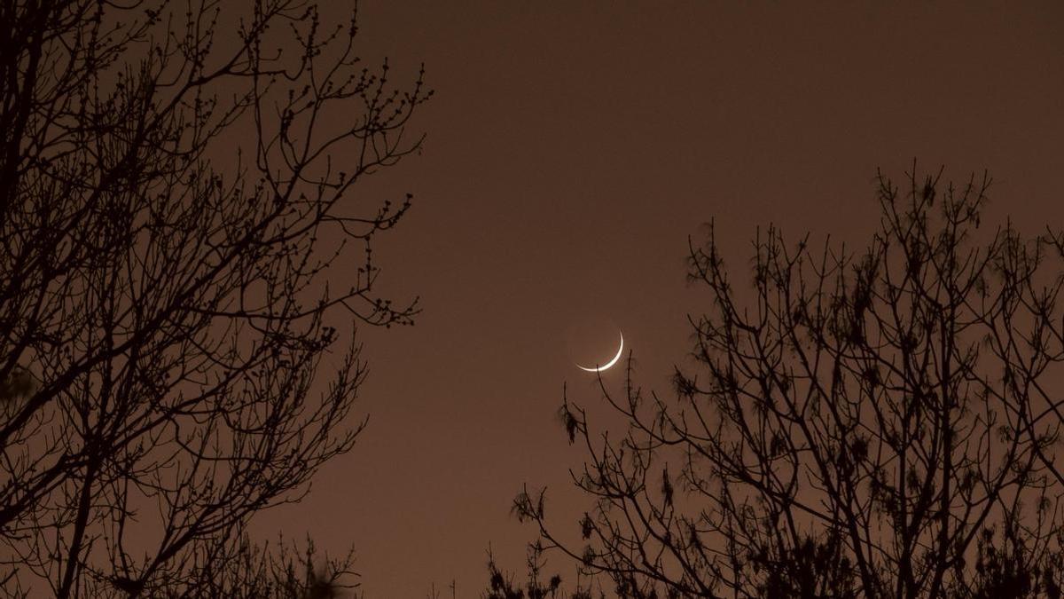 Imagen de un eclipse desde un bosque.