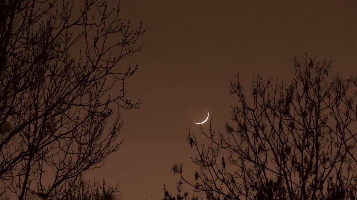 Imagen de un eclipse desde un bosque.