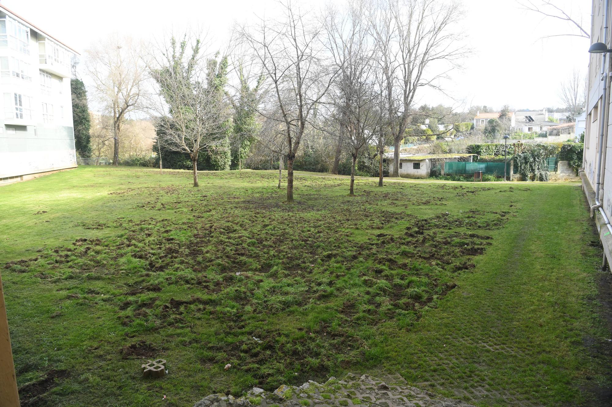 Los jabalíes destrozan en Oleiros las zonas verdes del parque Luis Seoane