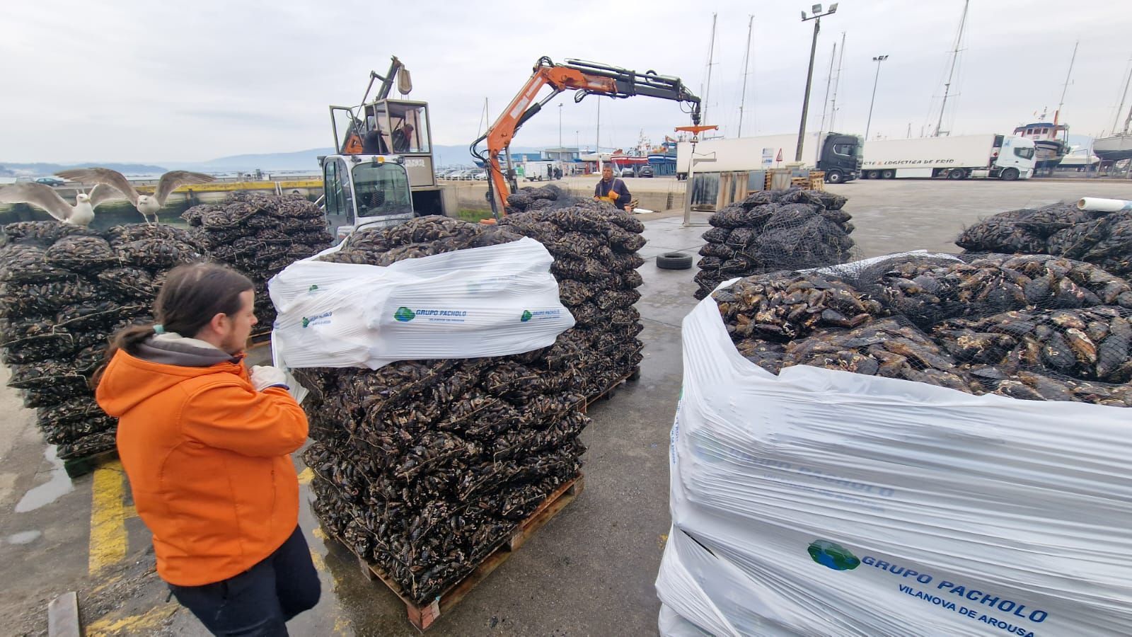 Descargas de mejillón para el mercado de fresco (depuradoras) en el puerto de Vilanova de Arousa.