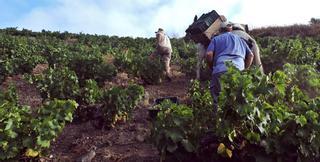 La venta del vino de Málaga está aún un 30% por debajo del nivel preCovid y el sector mira ya a 2022