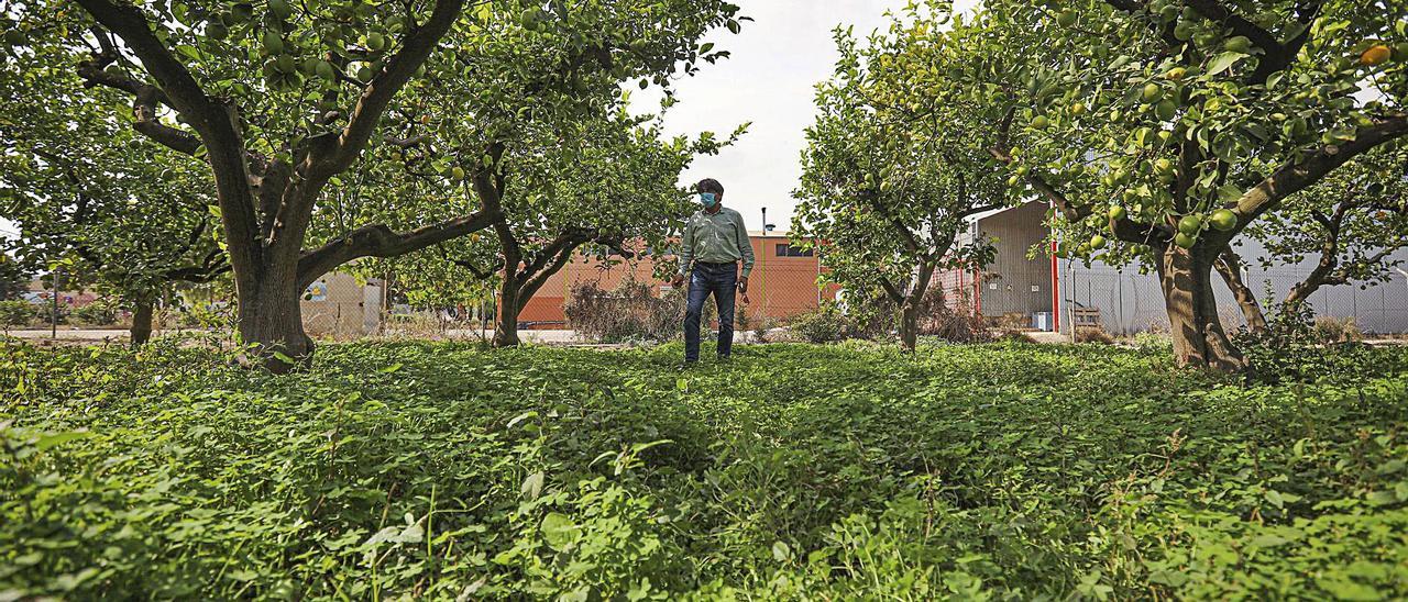 Un huerto de limones ecológicos en Bigastro, en una finca que apuesta por la agricultura sostenible.  | TONY SEVILLA