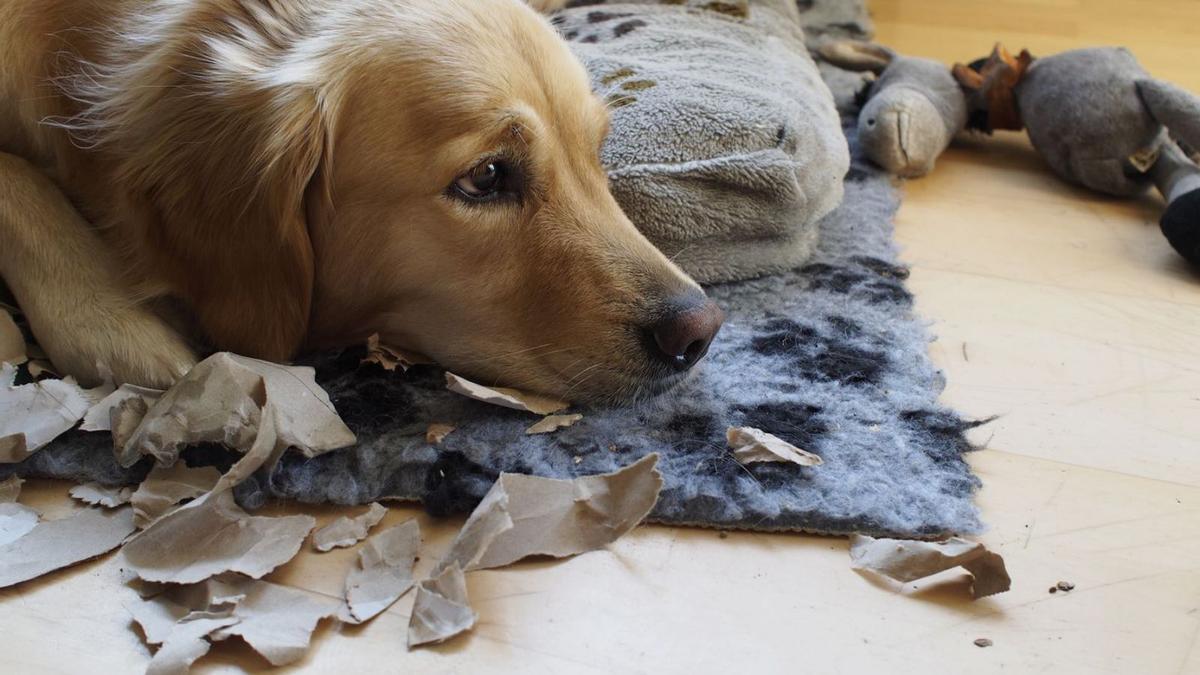 Los comportamientos destructivos pueden mejorar con la ayuda de un veterinario. | FOTOS: SHUTTERSTOCK