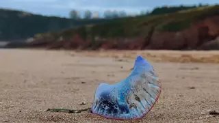¿Qué está pasando con las carabelas portuguesas en las playas asturianas? Esto dicen los vigilantes y consejos en caso de picadura