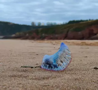 ¿Qué está pasando con las carabelas portuguesas en las playas asturianas? Esto dicen los vigilantes y consejos en caso de picadura