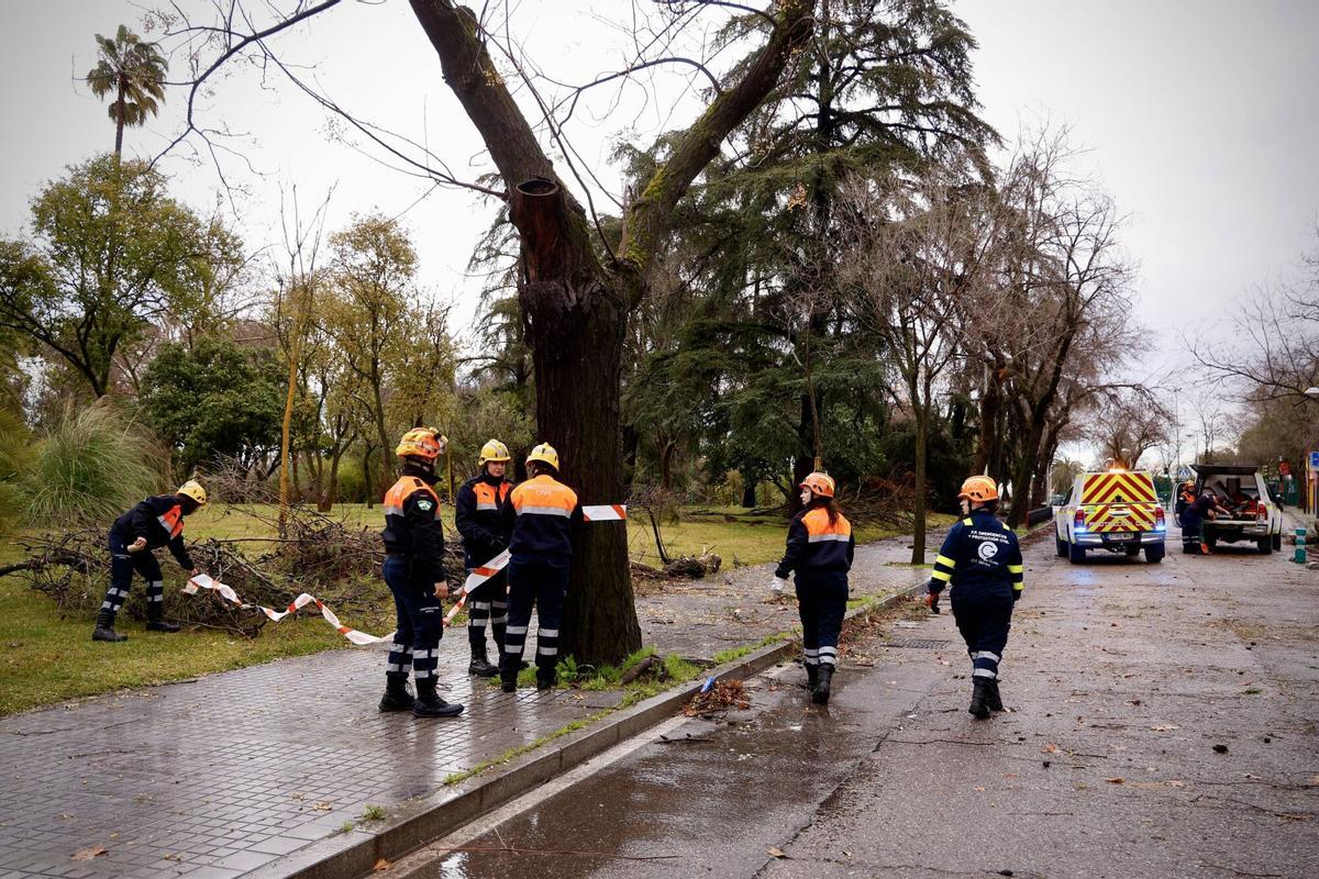 Borrasca Kristin en Córdoba, lluvia y viento, incidentes temporal. Arboles caídos ciudad de los niños