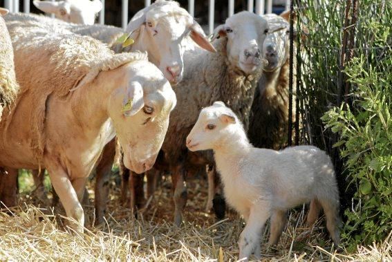 Eine Kooperative sorgt dafür, dass nur zertifiziertes Fleisch auf den Tellern landet.