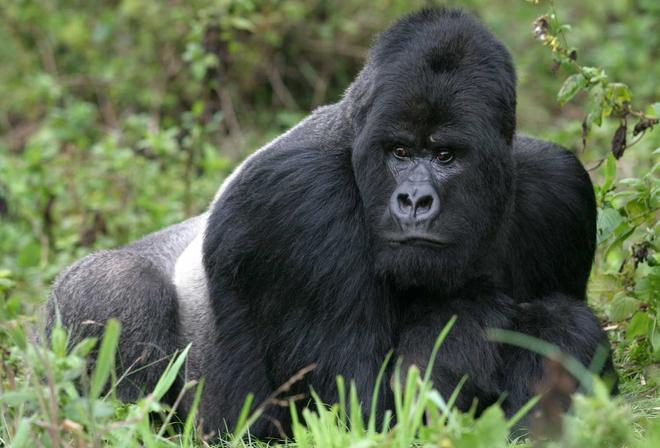 Silverback gorilla lying in lush green vegetation