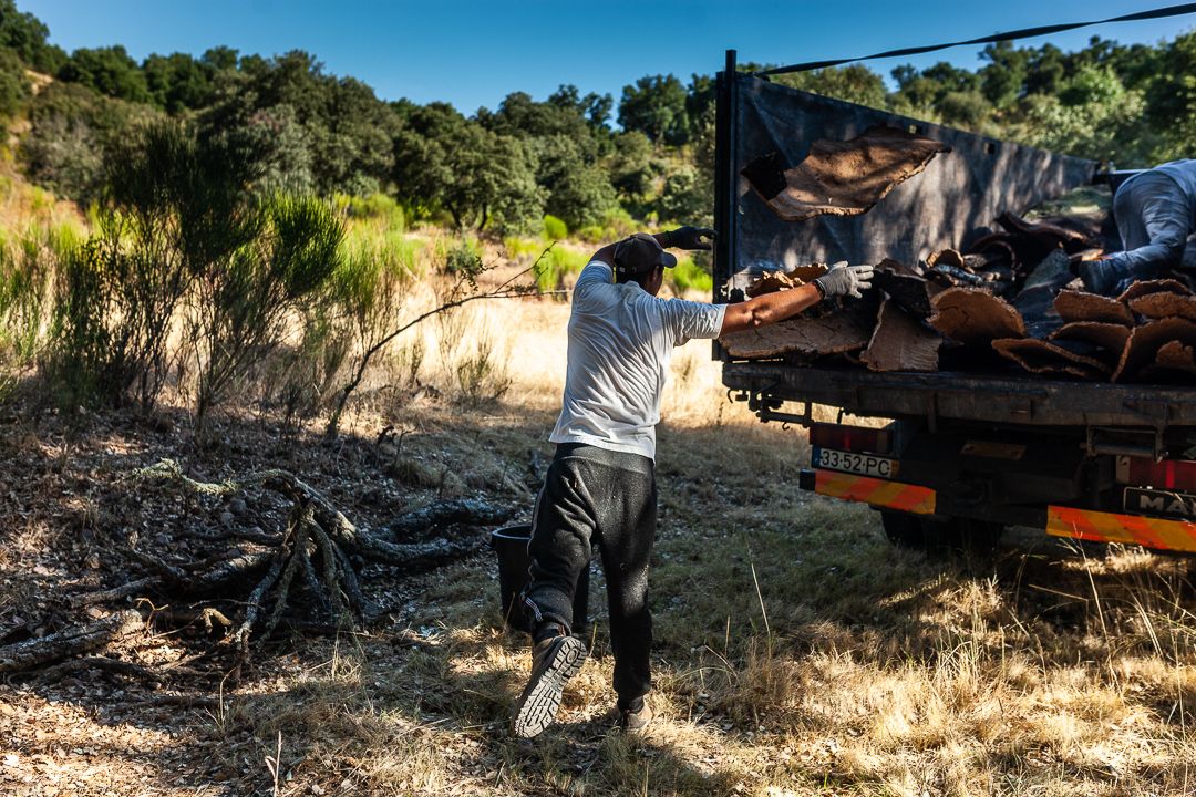 Obtención de corcho en los alcornoques de Fornillos de Fermoselle.