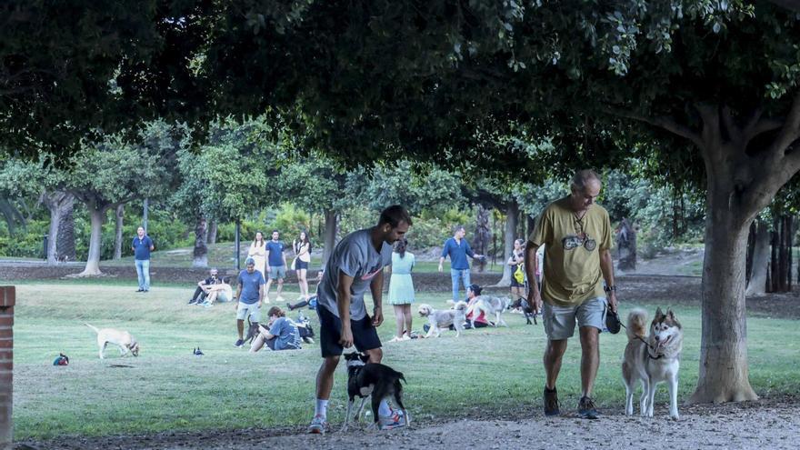 Los perros quieren más espacio en Playa de San Juan