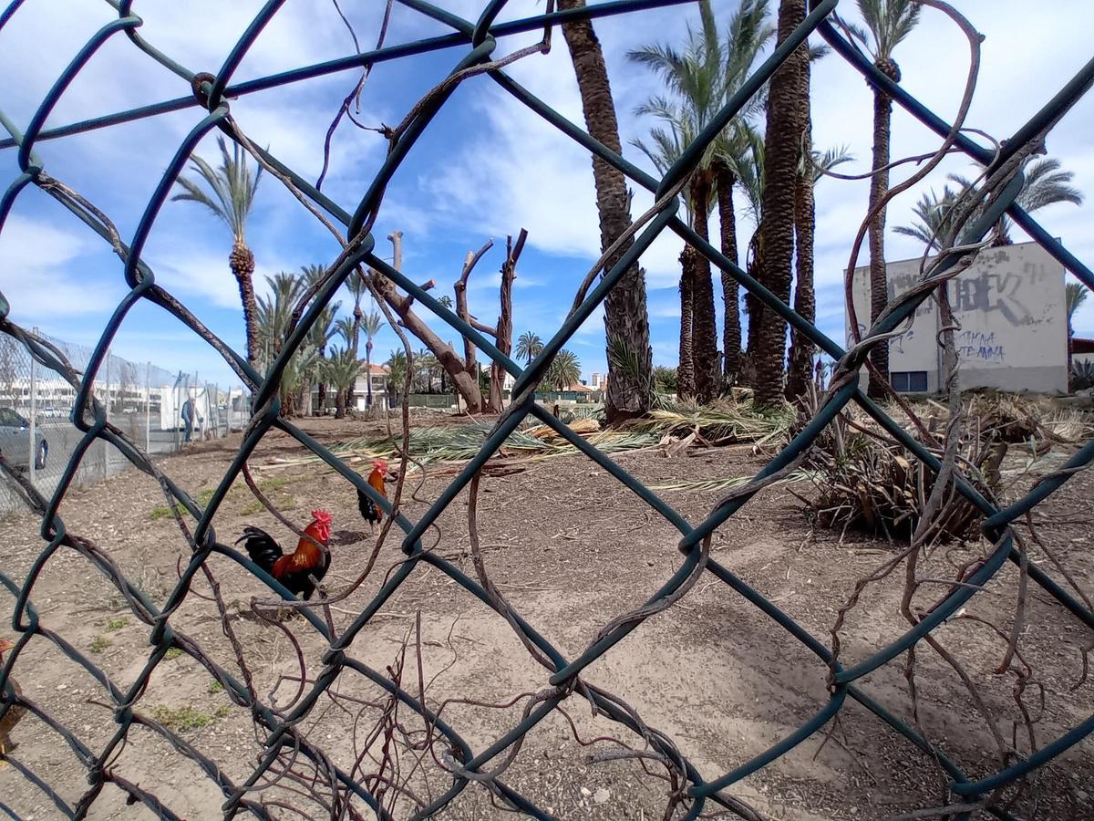 Trabajos de limpieza en una parcela de uso hotelero en La Veleta de Torrevieja