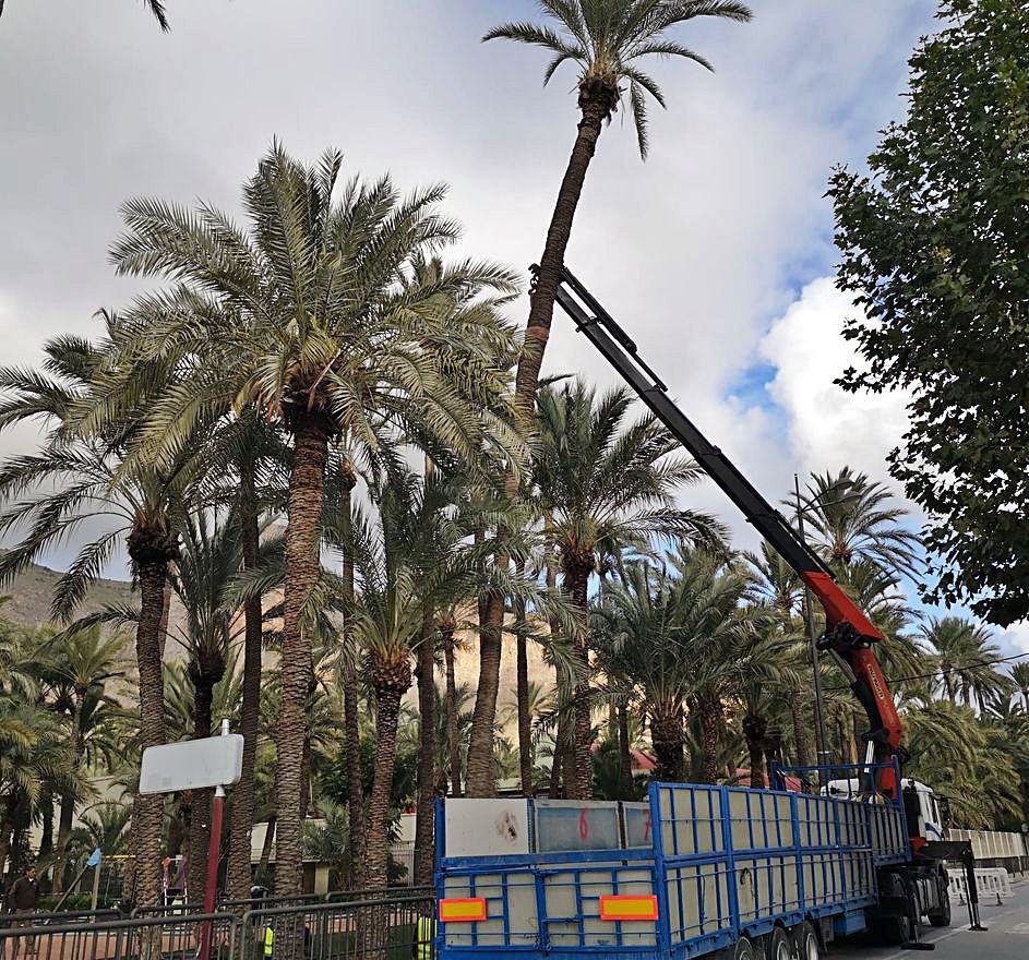 Orihuela tala una palmera monumental tras gastar 3.000 € en su trasplante