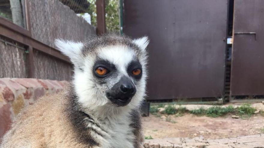 La familia de lémures de Terra Natura alcanza la tercera generación