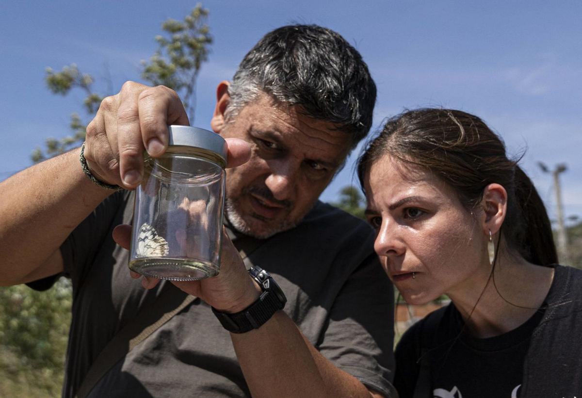 Deixar les males herbes afavoreix els lepidòpters
