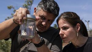 Deixar les males herbes afavoreix els lepidòpters